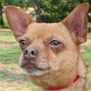 Bosco the Channel 6 News StarChihuahua