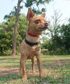 Bosco the Channel 6 News StarChihuahua