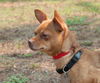 Bosco the Channel 6 News StarChihuahua