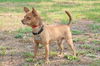 Bosco the Channel 6 News StarChihuahua