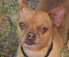 Bosco the Channel 6 News StarChihuahua
