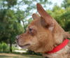 Bosco the Channel 6 News StarChihuahua