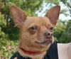 Bosco the Channel 6 News StarChihuahua