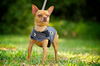 Bosco the Channel 6 News StarChihuahua