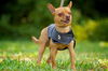 Bosco the Channel 6 News StarChihuahua