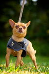 Bosco the Channel 6 News StarChihuahua