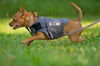 Bosco the Channel 6 News StarChihuahua