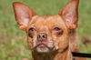Bosco the Channel 6 News StarChihuahua