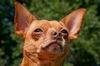 Bosco the Channel 6 News StarChihuahua