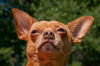 Bosco the Channel 6 News StarChihuahua