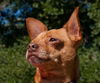 Bosco the Channel 6 News StarChihuahua