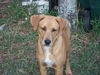 Gil the Lab