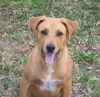 Gil the Lab