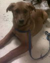 Marlin the Lab Puppy