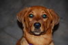 Marlin the Lab Puppy