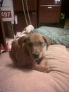 Dory the Lab