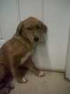 Dory the Lab