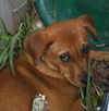 Dory the Lab