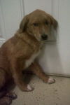 Nemo the Lab