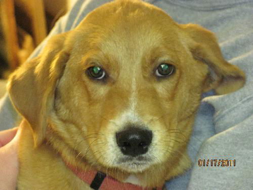 Nemo the Lab