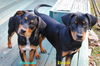 Jacques the Rottie