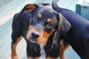 Jacques the Rottie