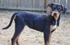 Jacques the Rottie