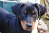 Bruce the Rottie Puppy