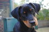 Bruce the Rottie Puppy