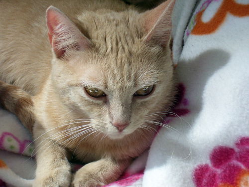 Victoria the Golden Eyed Beauty