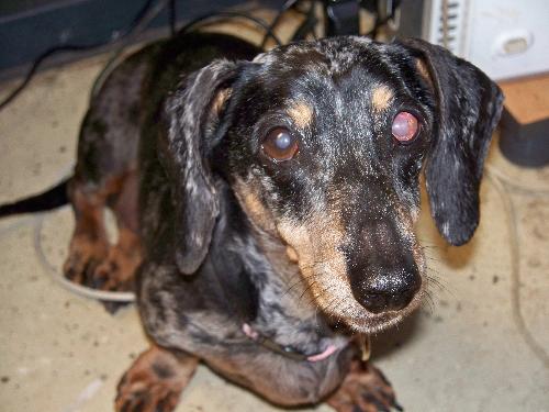 Tic Tac the Senior Dachshund