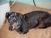 Tic Tac the Senior Dachshund
