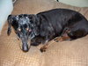 Tic Tac the Senior Dachshund