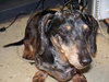 Tic Tac the Senior Dachshund