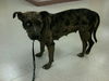 Lexy the Sweet Catahoula