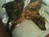 Lexy the Sweet Catahoula