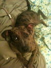 Lexy the Sweet Catahoula