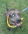 Lexy the Sweet Catahoula