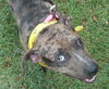 Lexy the Sweet Catahoula