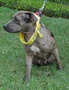 Lexy the Sweet Catahoula