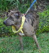 Lexy the Sweet Catahoula