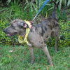 Lexy the Sweet Catahoula