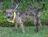 Lexy the Sweet Catahoula