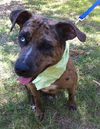 Lexy the Sweet Catahoula