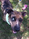Lexy the Sweet Catahoula