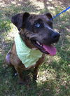 Lexy the Sweet Catahoula
