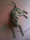 Lexy the Sweet Catahoula