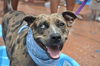 Lexy the Sweet Catahoula
