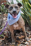 Lexy the Sweet Catahoula