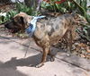 Lexy the Sweet Catahoula